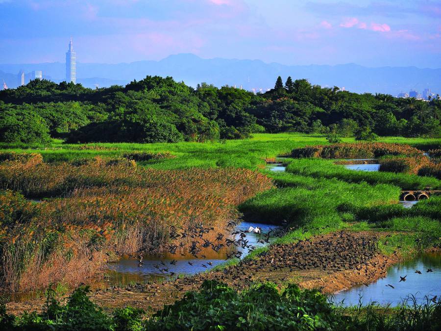 不驚擾被攝者，才能拍下最「自然」的生態攝影作品（圖為在樹洞中酣睡的領角鴞親子）
